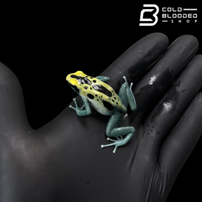 Patricia Dart Frog - Dendrobates tinctorius