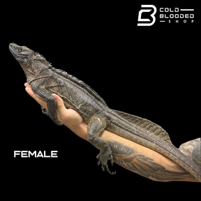 Adulto Negro Lagarto Dragón Sailfin - Hydrosaurus celebensis