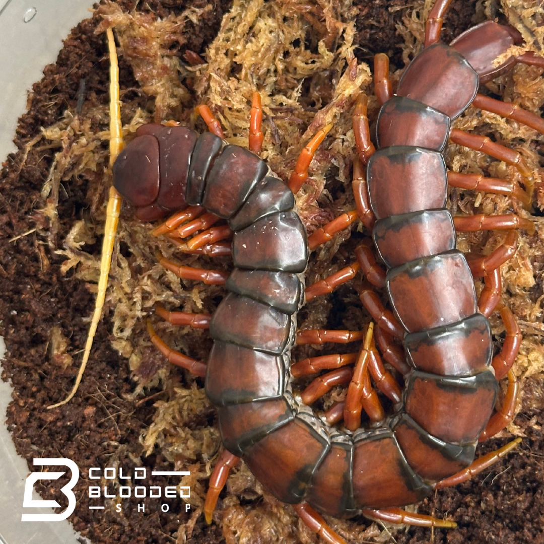 Escorpión asiático del bosque