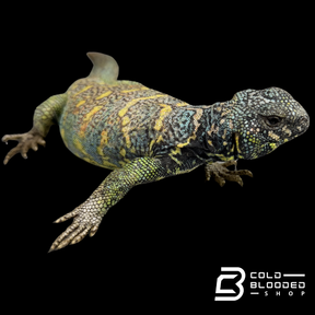 Adult Blue Ornate Uromastyx - Uromastyx ornata