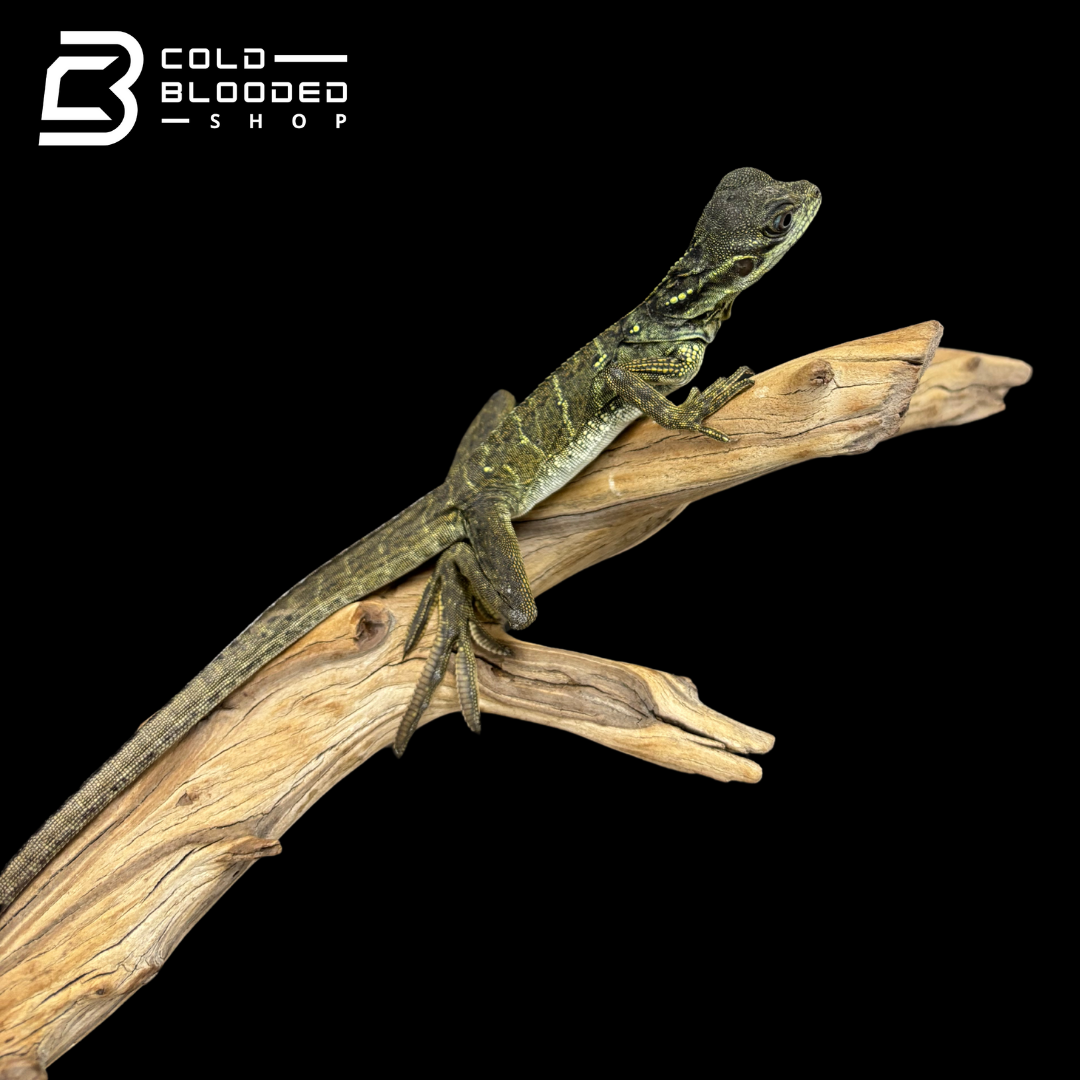 Baby Weber's sailfin Dragon - Hydrosaurus weberi