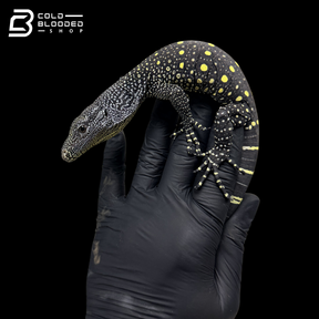 Monitor de cocodrilo juvenil - Varanus salvadorii