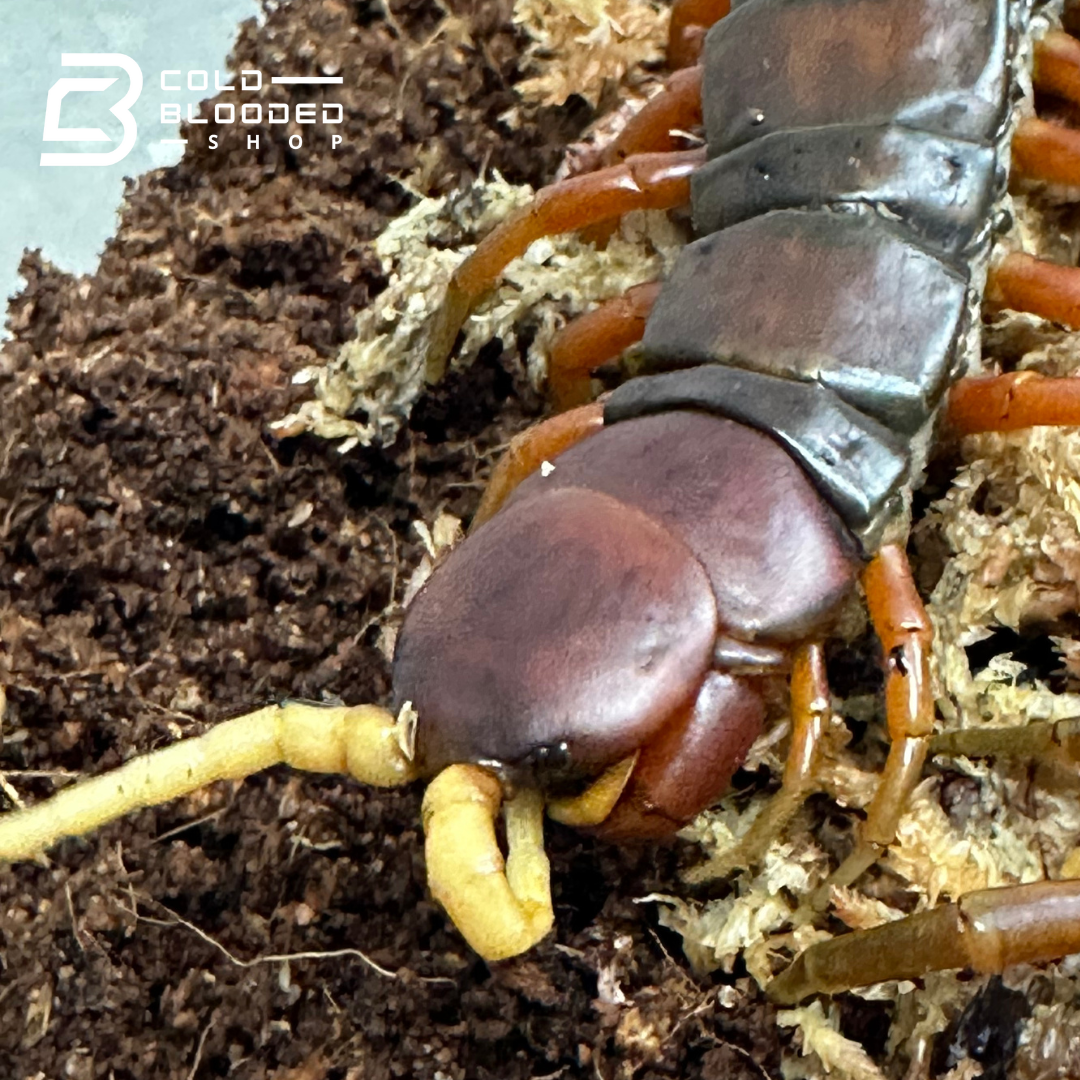 Escorpión asiático del bosque