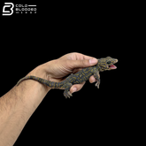 Adult Yellow Spot Diablo Tokay Gecko - Gekko gecko