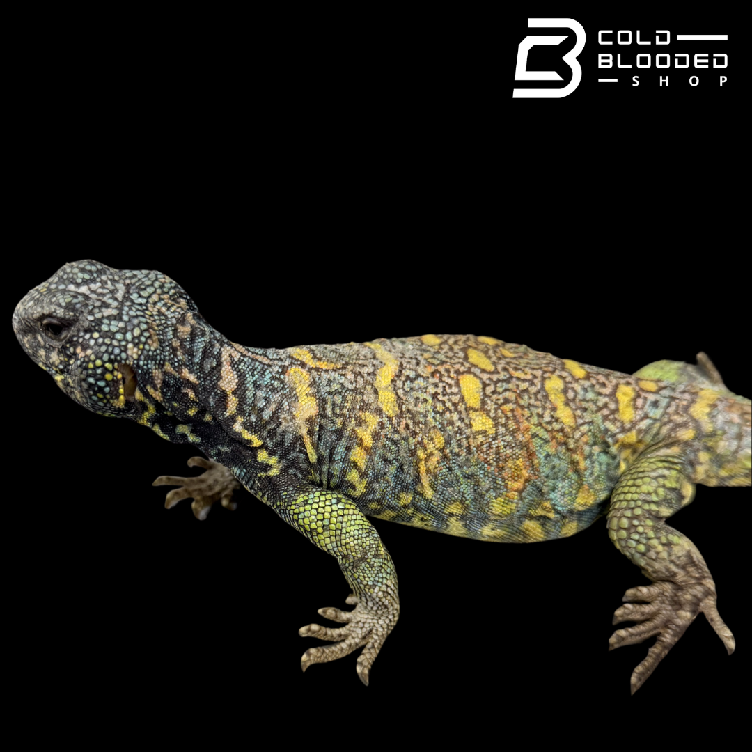 Adult Blue Ornate Uromastyx - Uromastyx ornata