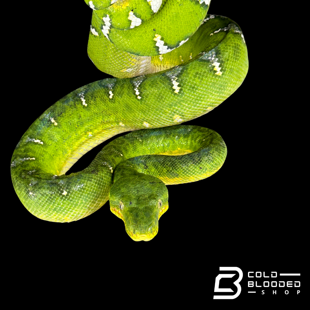 Adult male Emerald Tree Boa oddball pattern - Corallus caninus