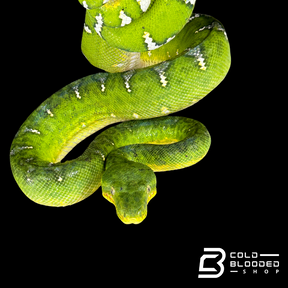 Adult male Emerald Tree Boa oddball pattern - Corallus caninus