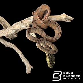 Halloween Amazon Tree Boa #24 - Corallus hortulanus