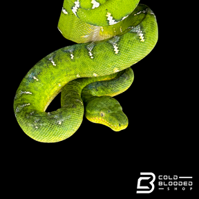 Adult male Emerald Tree Boa oddball pattern - Corallus caninus