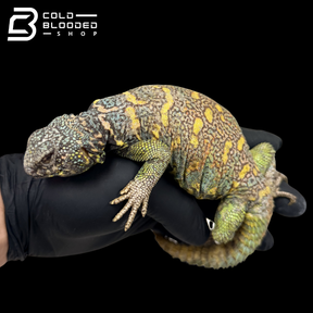 Adult Blue Ornate Uromastyx - Uromastyx ornata