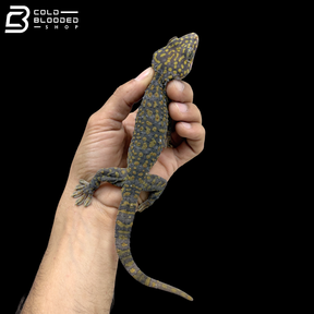 Adult Yellow Spot Diablo Tokay Gecko - Gekko gecko