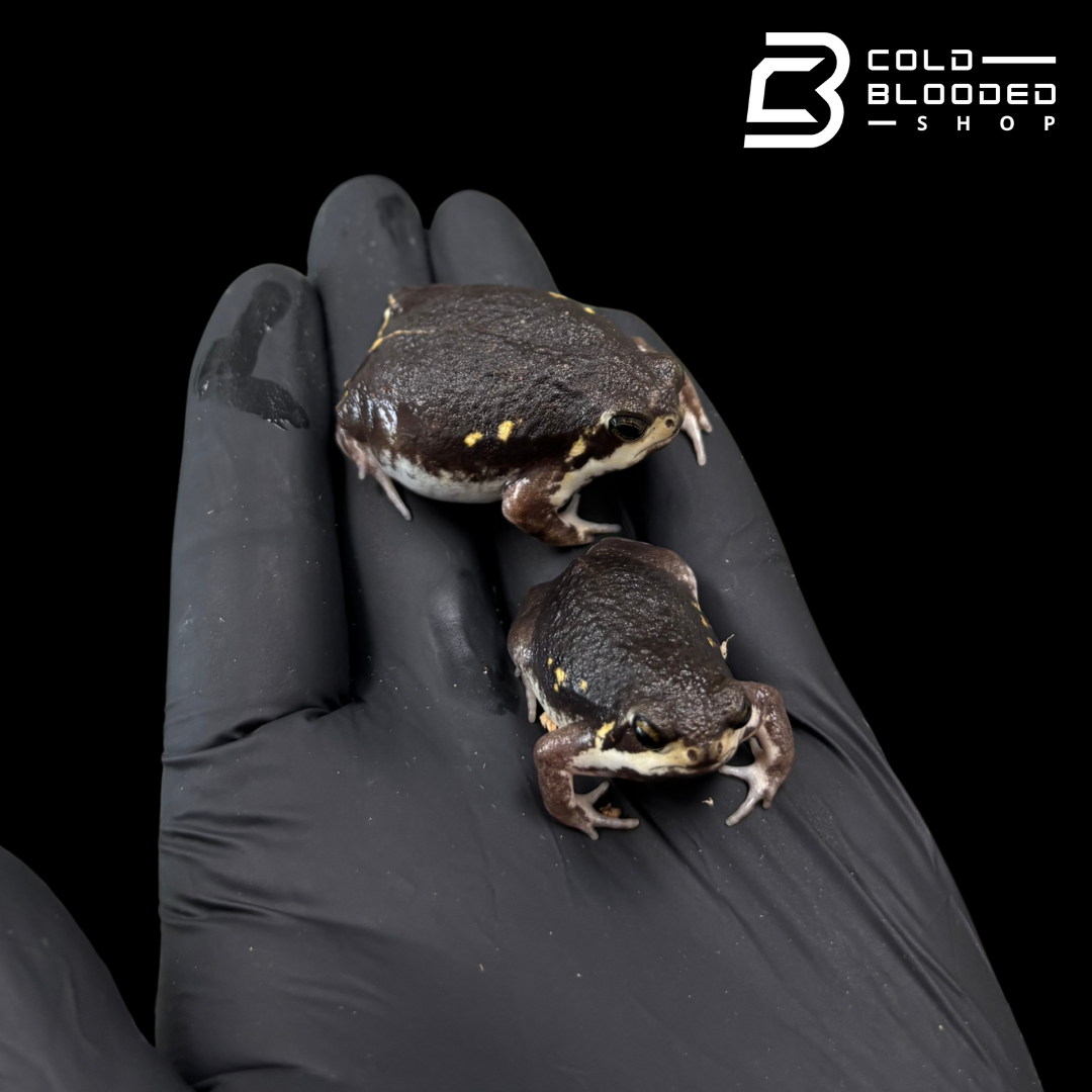 Power's Rain Frogs - Breviceps poweri