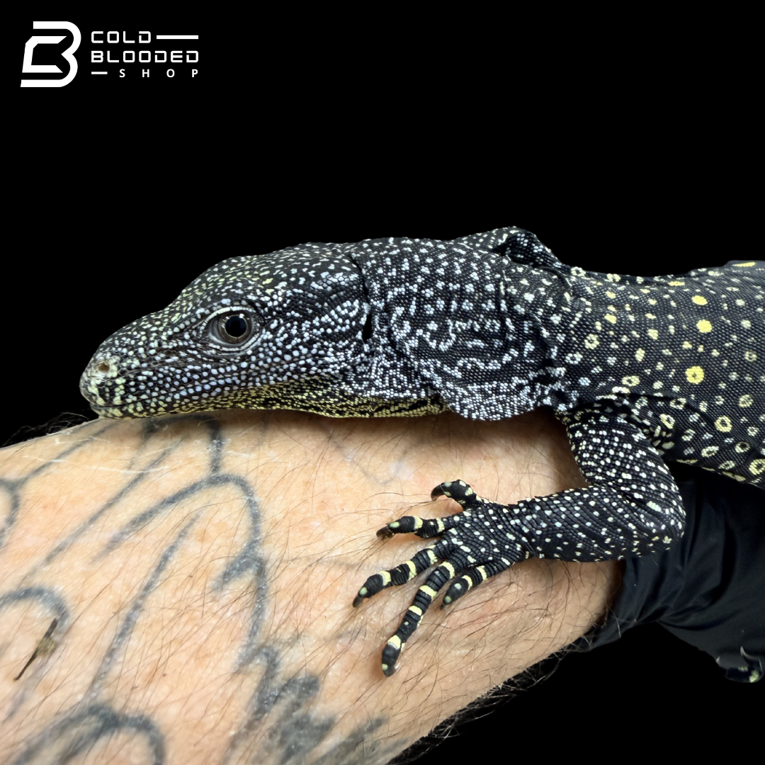 Monitor de cocodrilo juvenil - Varanus salvadorii