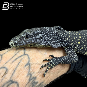 Monitor de cocodrilo juvenil - Varanus salvadorii