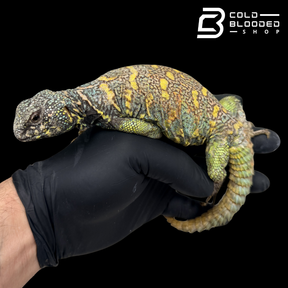 Adult Blue Ornate Uromastyx - Uromastyx ornata