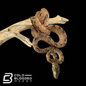 Halloween Amazon Tree Boa #24 - Corallus hortulanus