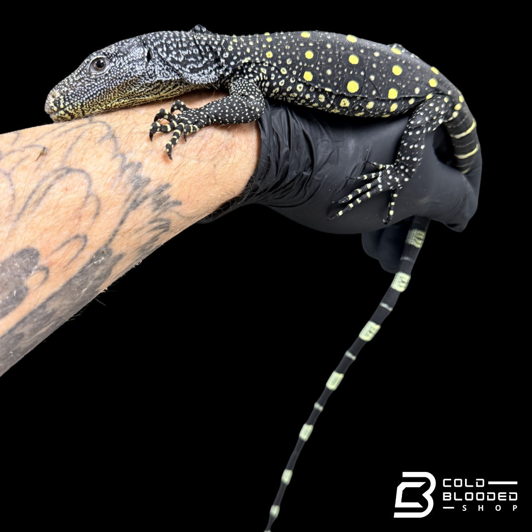 Monitor de cocodrilo juvenil - Varanus salvadorii