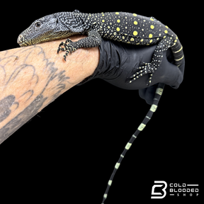 Monitor de cocodrilo juvenil - Varanus salvadorii