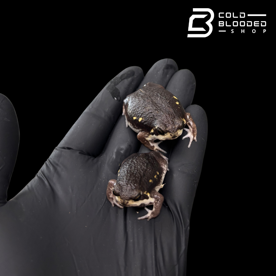 Power's Rain Frogs - Breviceps poweri