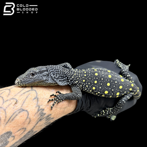 Monitor de cocodrilo juvenil - Varanus salvadorii