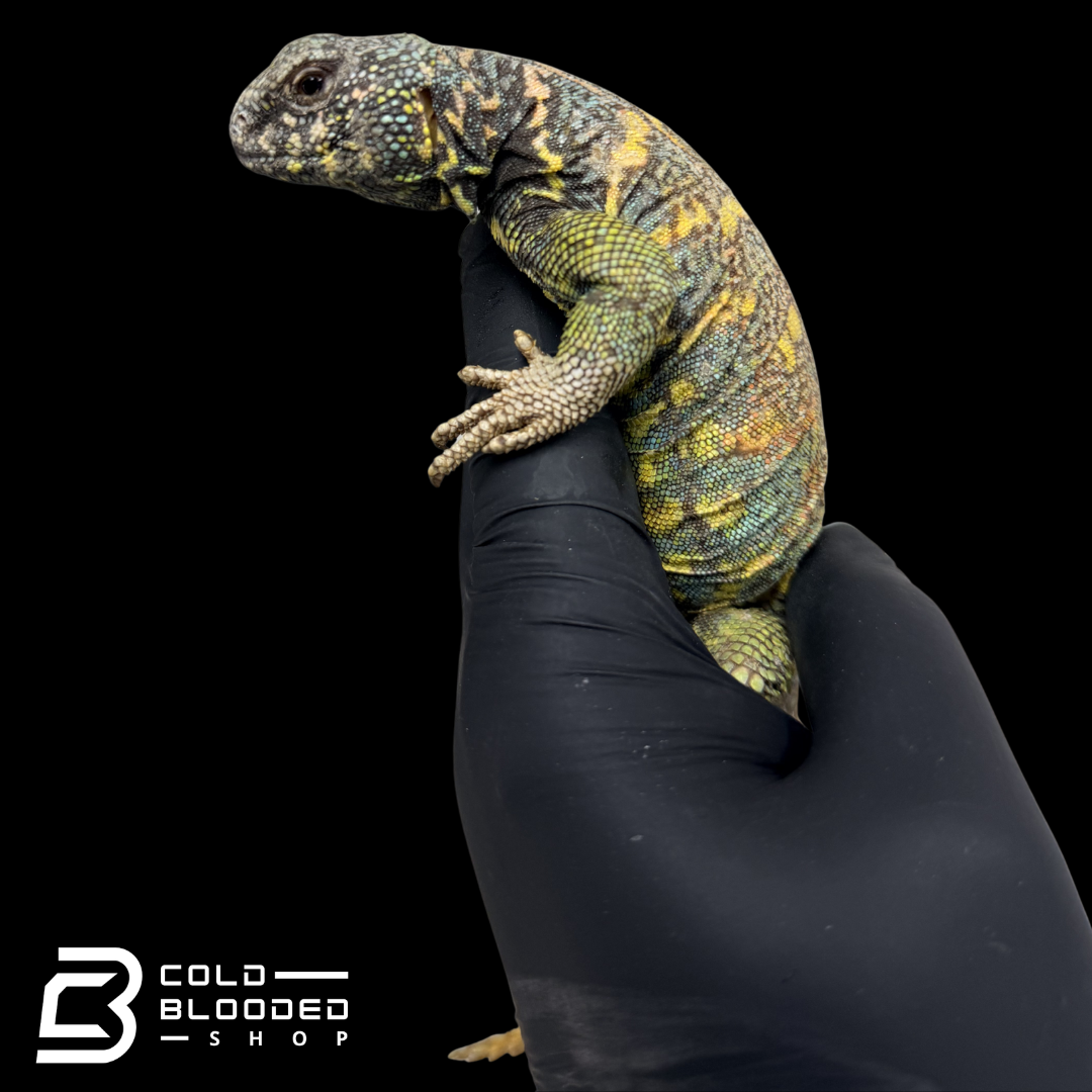 Adult Blue Ornate Uromastyx - Uromastyx ornata