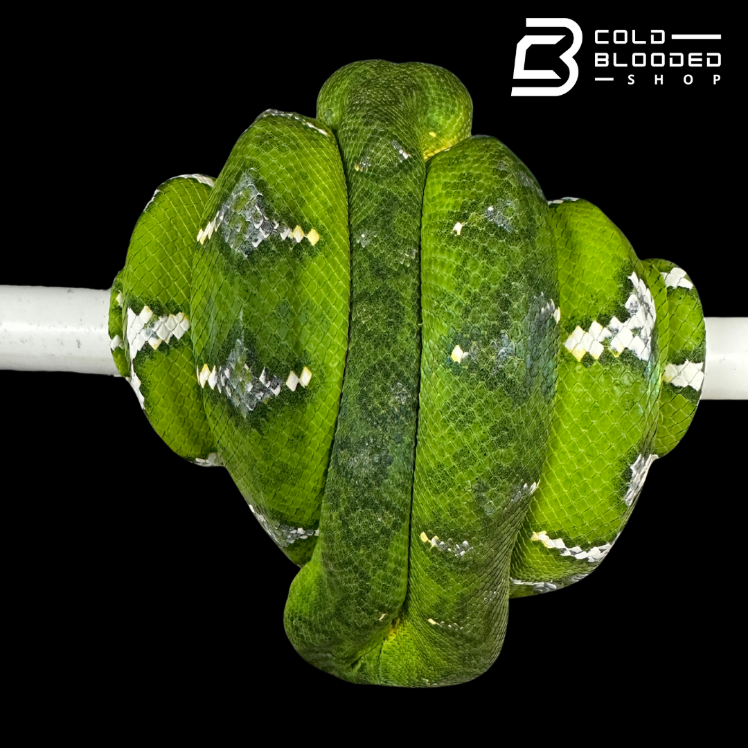 Adult male Emerald Tree Boa oddball pattern - Corallus caninus