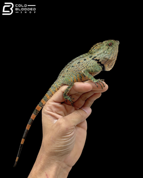 Green Doria's Angle-headed Lizards - Gonocephalus Doriae