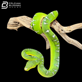 Adult Male Emerald Tree Boa - Corallus Caninus