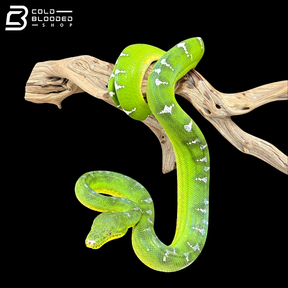 Adult Male Emerald Tree Boa - Corallus Caninus