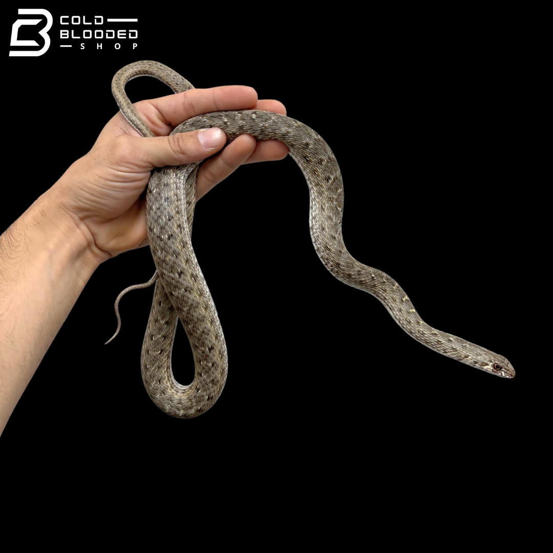 Montpellier Snakes - Malpolon insignitus