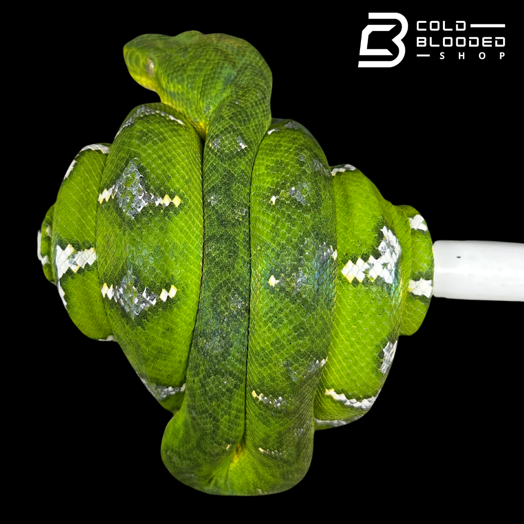 Adult male Emerald Tree Boa oddball pattern - Corallus caninus