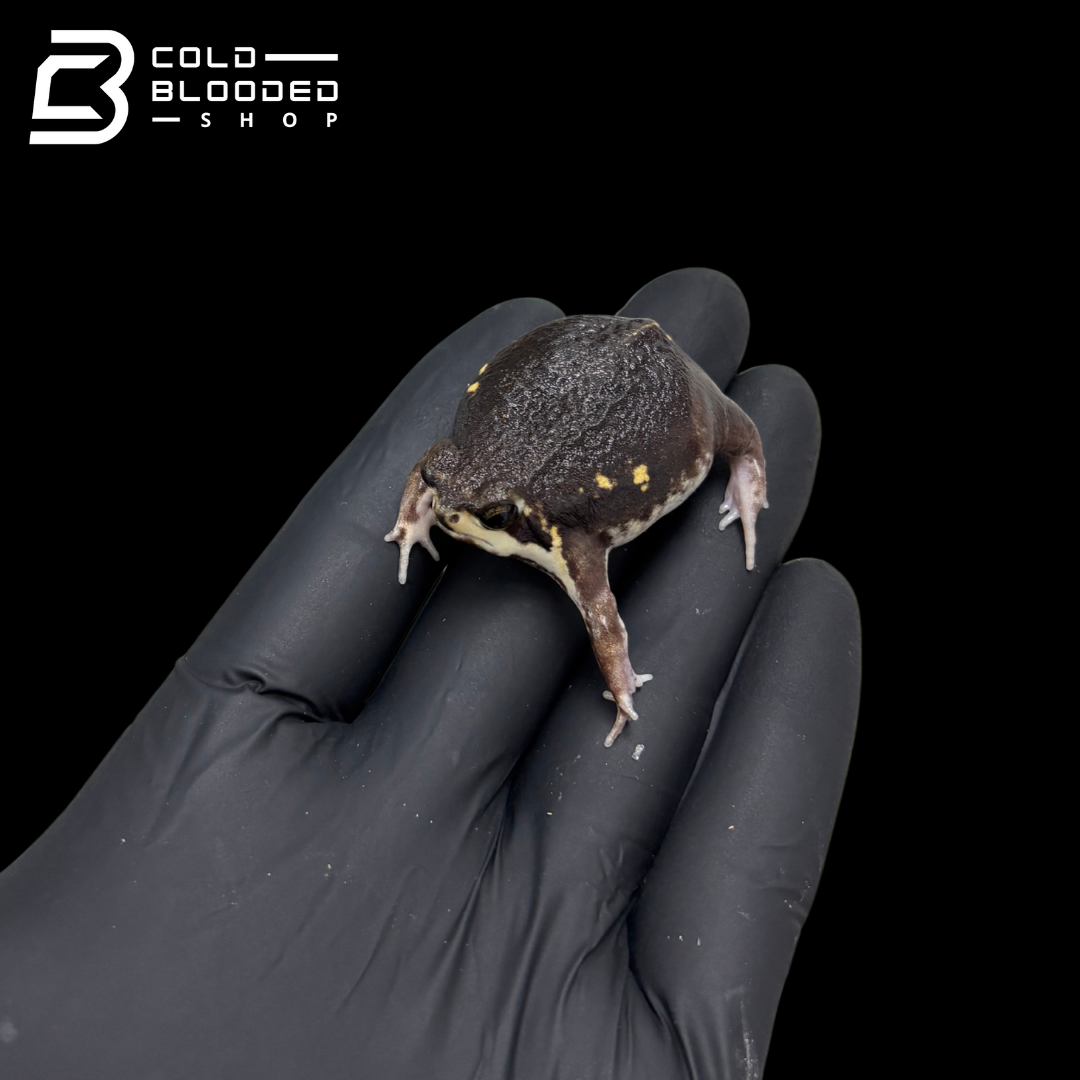 Power's Rain Frogs - Breviceps poweri