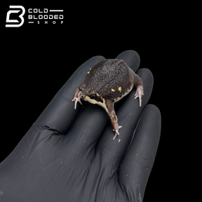 Power's Rain Frogs - Breviceps poweri