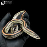 Serpiente kukri marrón - Oligodon purpurascens