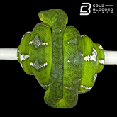 Adult male Emerald Tree Boa oddball pattern - Corallus caninus