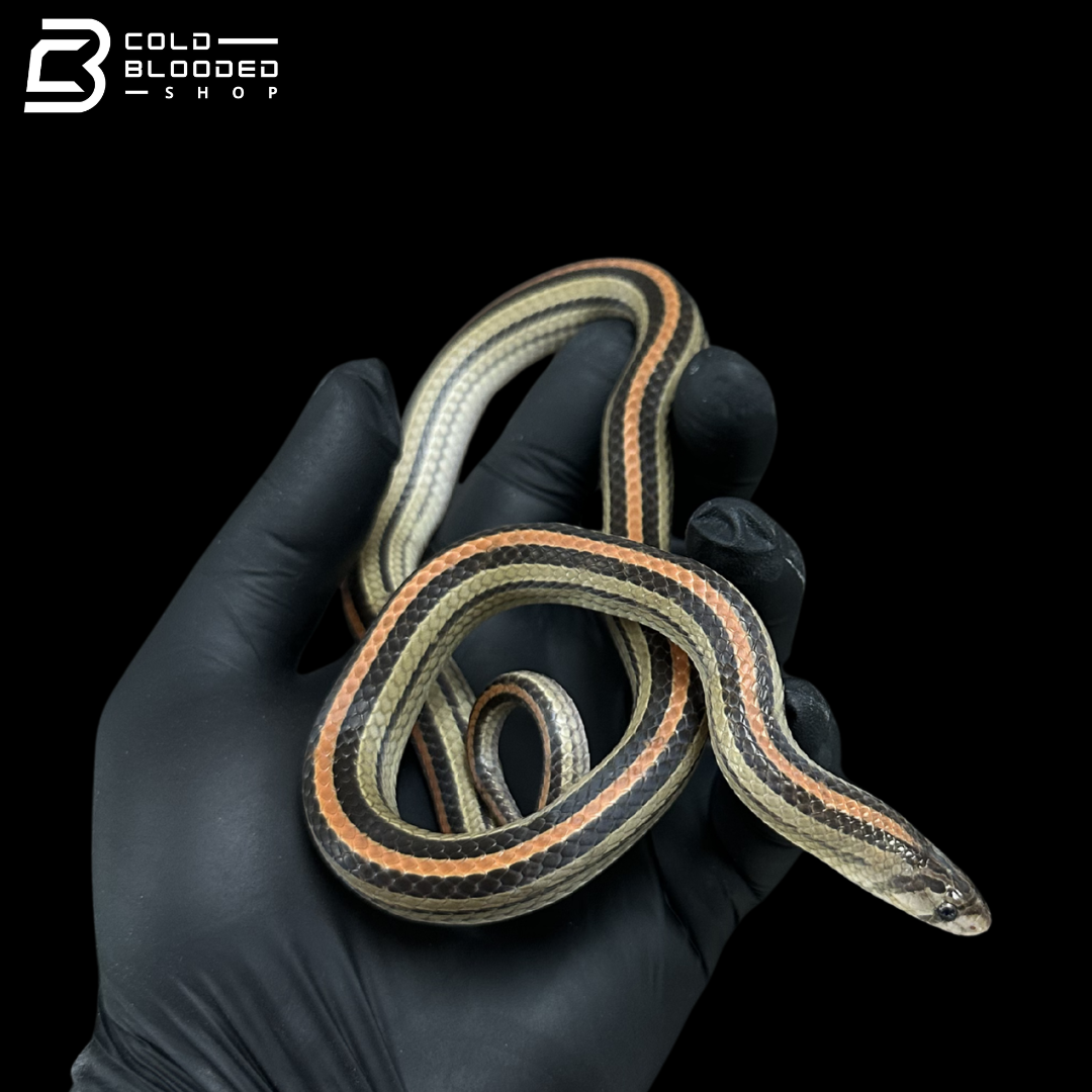 Serpiente kukri marrón - Oligodon purpurascens