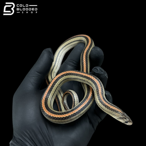 Serpiente kukri marrón - Oligodon purpurascens