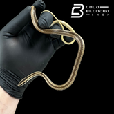 Lined Ground snake - Lygophis lineatus