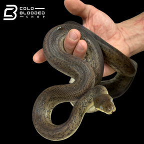 Macklot's Python Size Adult Male Macklot's Python - Liasis mackloti
