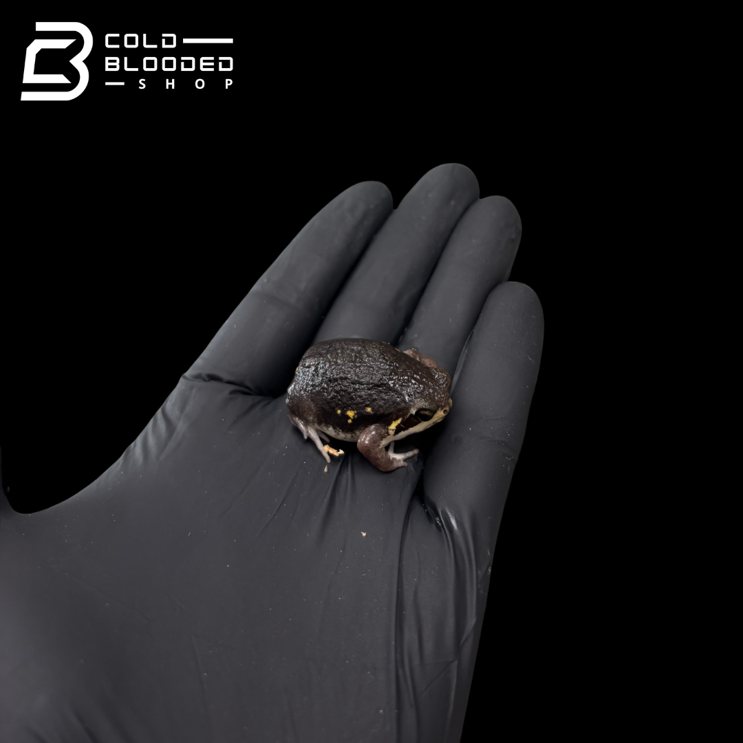 Power's Rain Frogs - Breviceps poweri