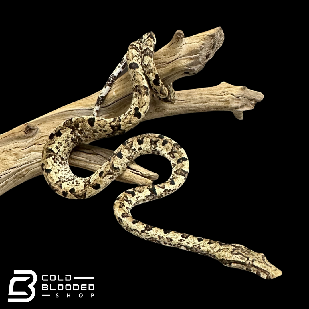 Indonesian Tree Boas - Candoia carinata