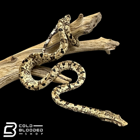Indonesian Tree Boas - Candoia carinata
