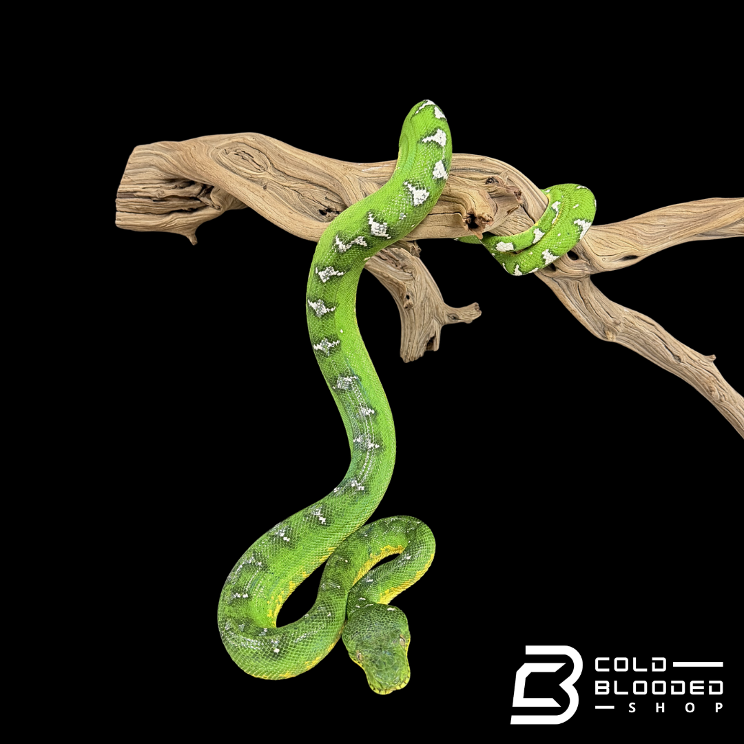 Adult Female Emerald Tree Boa - Corallus caninus