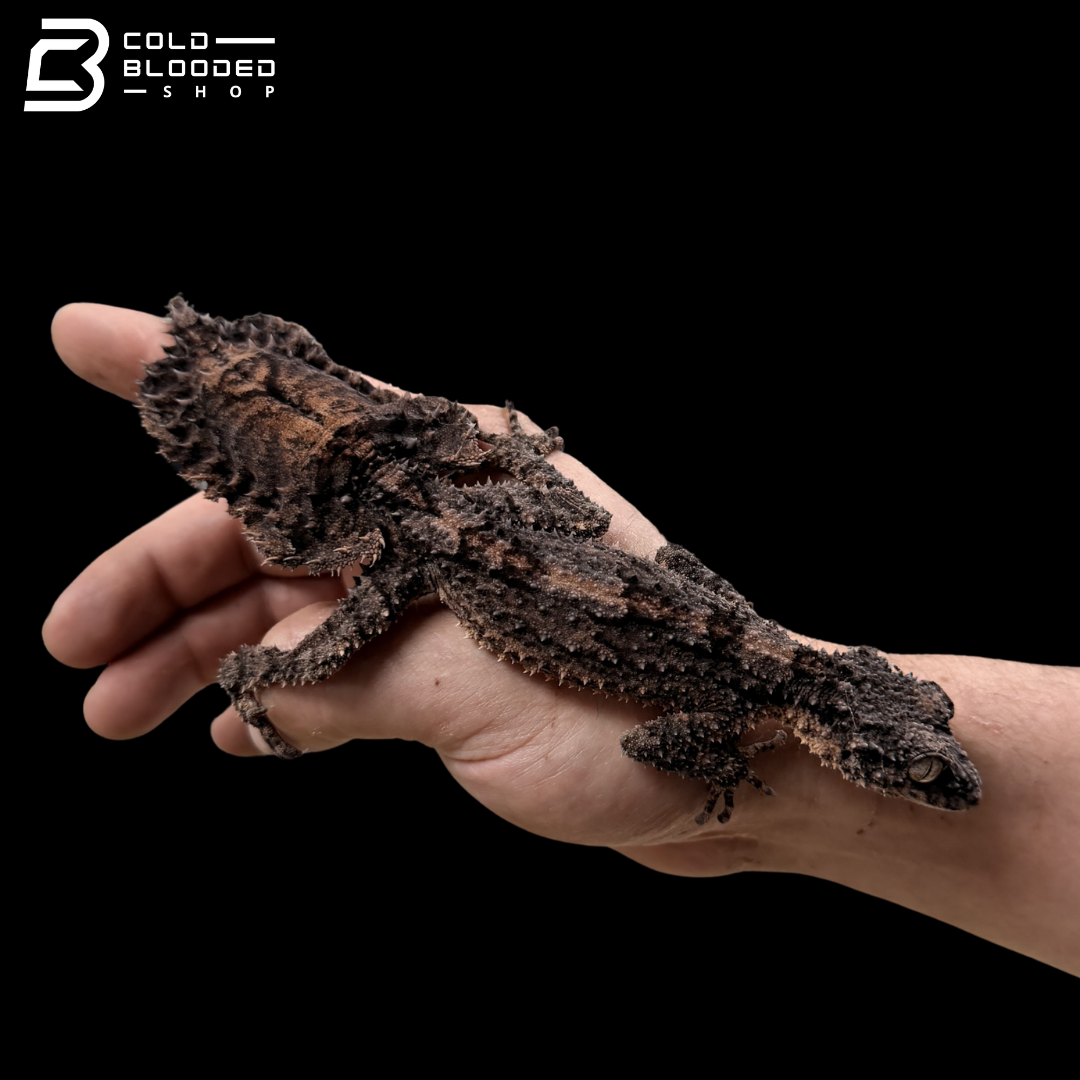 Rough-Throated Leaf-Tailed gecko - Saltuarius salebrosus