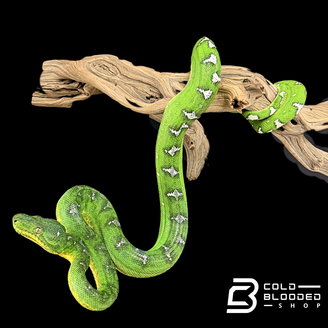 Adult Female Emerald Tree Boa - Corallus caninus
