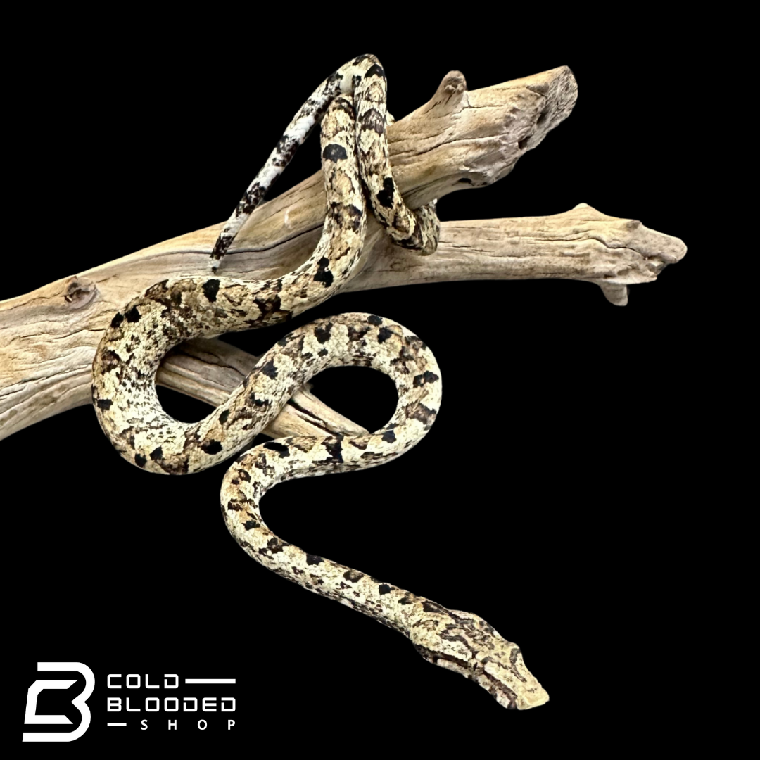 Indonesian Tree Boas - Candoia carinata
