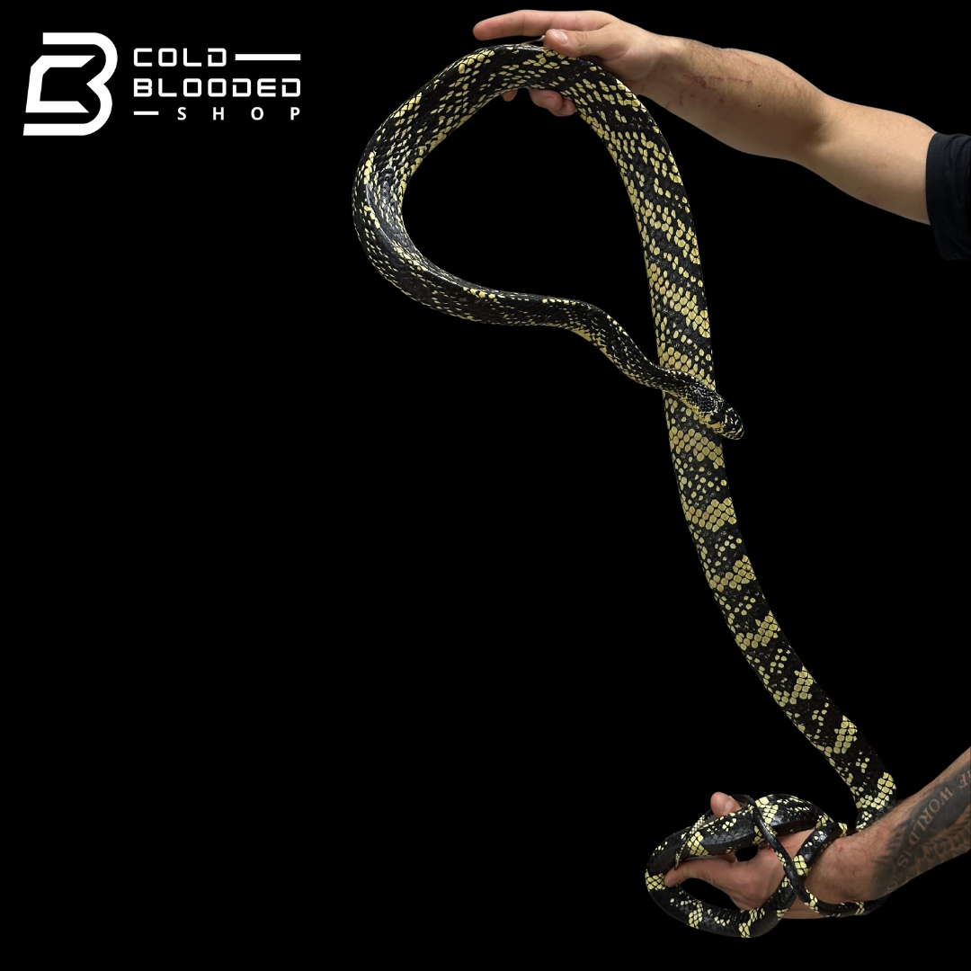 HIgh yellow! male Nicaraguan Tiger Rat Snake - Spilotes pullatus