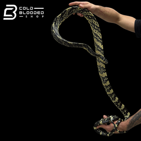 HIgh yellow! male Nicaraguan Tiger Rat Snake - Spilotes pullatus