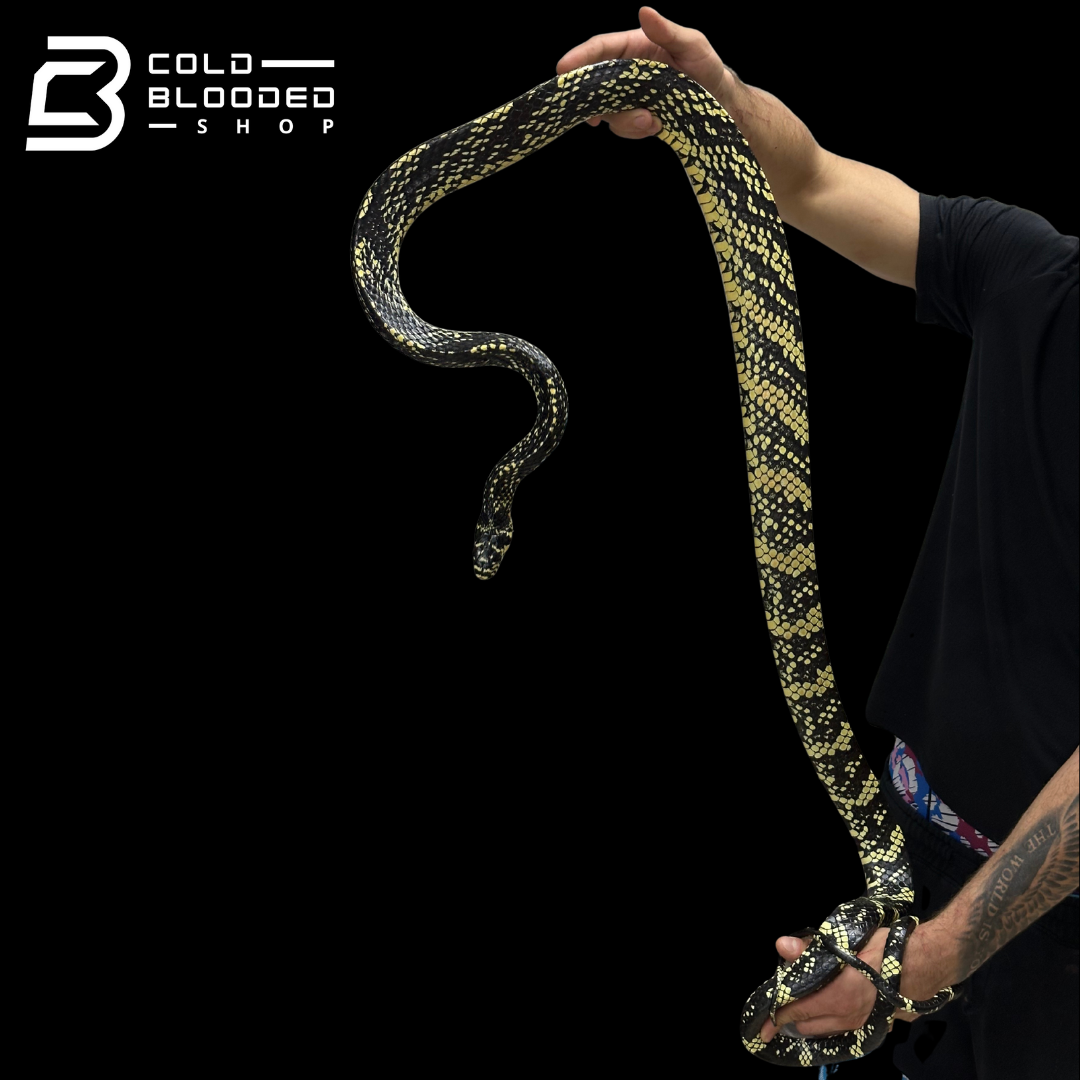 HIgh yellow! male Nicaraguan Tiger Rat Snake - Spilotes pullatus