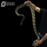 HIgh yellow! male Nicaraguan Tiger Rat Snake - Spilotes pullatus